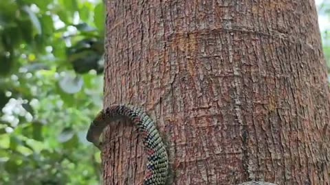 Color Snake beautiful dangerous snake