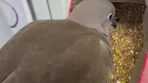 Beautiful bird 🐦 trending video