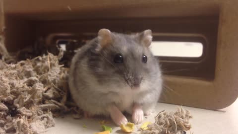hamster to brighten your day