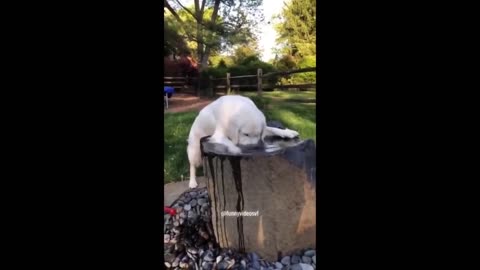 Funniest Cats And Dogs Video 2024