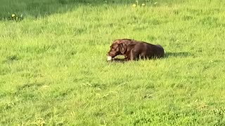 A good boy enjoying his bone