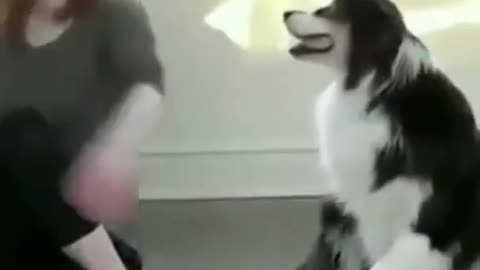 Dog is yearning to play with women | Adorable moment