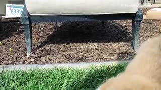 Slow motion baby brown dog corgi jumps off chair onto green grass