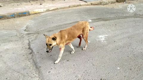 A dog walking in the street can not be treated and cared for