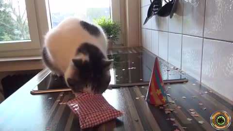 Funny cat birthday ^_^