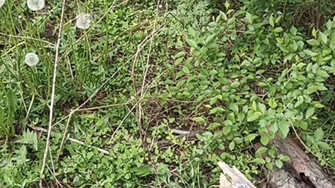 Dandelions grow in one family, in one row