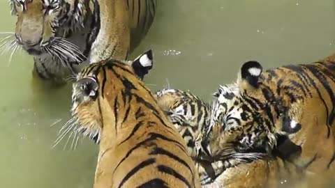 Dangerous Tigers playing in water