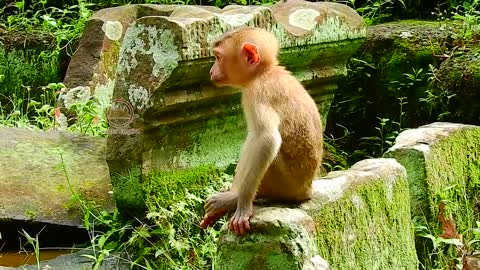 Funny Animal Videos - Baby Monkey Rojo Part 1