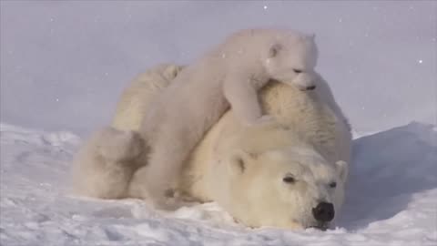 Polar Bear Love 💖 Baby Ice BEAR CUBS Cling to Mama! Des petits TRÈS mignons Canada Wild 🇨🇦