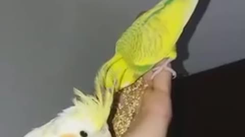 Two parrots eat from the owner’s hand 😋