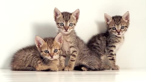 Kittens Against White Background