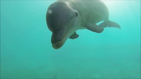 Dolphin Swimming Next To Camera