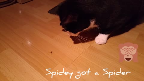 Spidey the Cat got a Spider