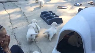 Puppies going after their mom