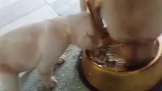 Cute puppy helps mom cleaning her bowl