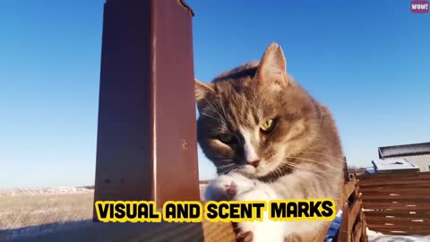 Meaning behind 14 strangest cat behaviors | Jaw-dropping facts about cats