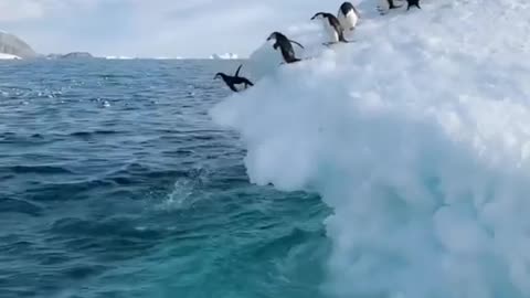 Cute shot of a penguin in the snow