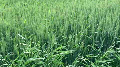 Vocal Cat Hops Through Grassy Field