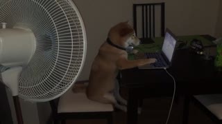 Perro mira relajado películas en la compu