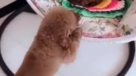 Funny dog videos try not to Laugh clean