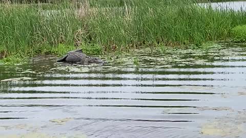 Alligator at Magnolia Plantation and Gardens, Charleston, SC