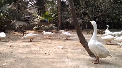 Beautiful Swans on Wetland