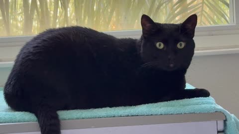 Adopting a Cat from a Shelter Vlog - Cute Precious Piper is Content in Her Spa