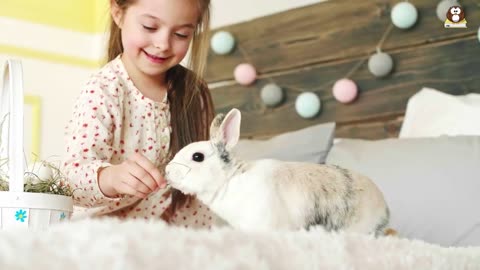 Beginner's Guide to Care for a Pet Rabbit!