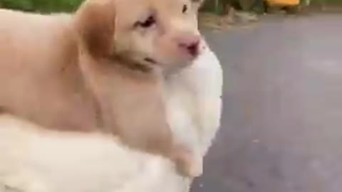 Funny_Animal_Videos_-_Awesome_Funny_Pet_Animals_|_Cute_Animals_|_Super_Funny_Dog_Videos_#short_