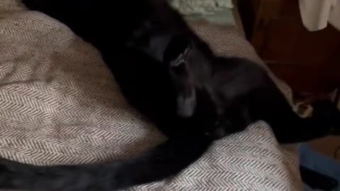 How_does_your_cat_sleep_😹(720p)