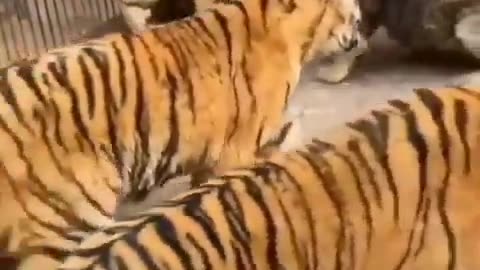 Lion Vs Tigers