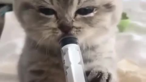 Cat eating milk