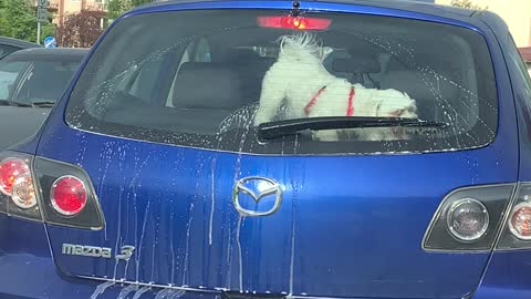 Doggy Tries to Play Fetch With Windshield Wiper