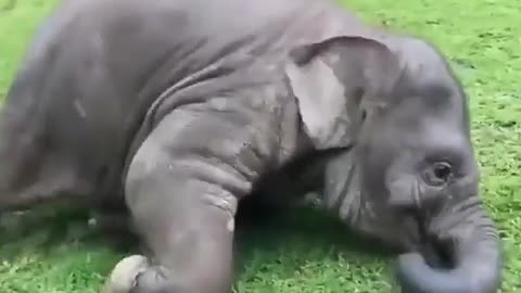 Elephant cute animal video
