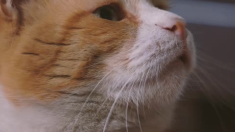 Can cats understand human language?
