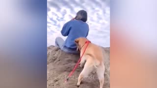 Animal funny clips