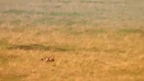 Unbelievable Fastest Animal Hunt Fail - Leopard Hunting the Deer