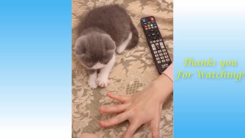 Watch this animals being cute and funny