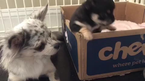 Chihuahua puppy escapes..
