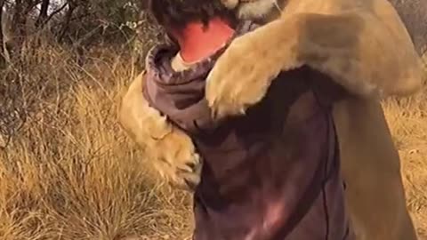 SHOCKING Lion footage