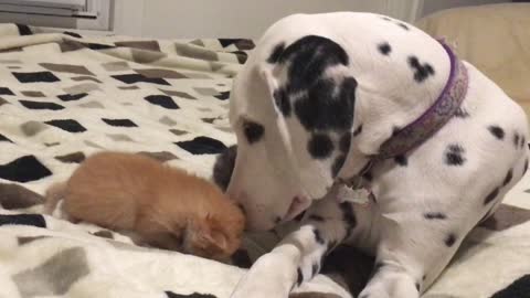 Dalmatian Puppy Shows Lots Of Love To Adorable Foster Kittens