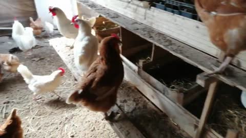 Chickens are stingers, do not want to give eggs (peck)