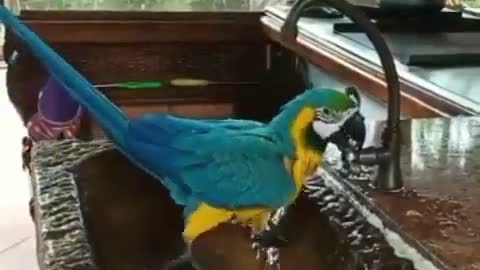Parrot and water 💦