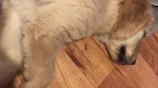 Puppy dreaming of drinking