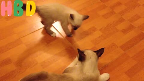 A Kitten Plays With Its Mother Cat video cute cat