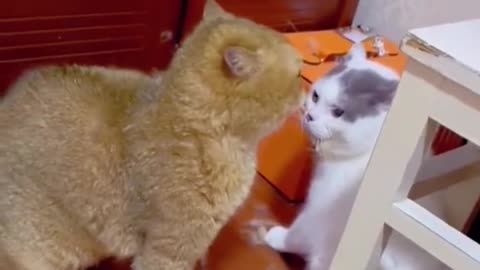 Funny animals short video 11