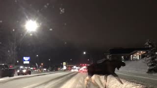 Moose Crosses through Traffic on Icy Road