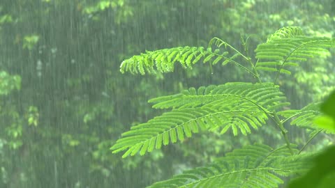 Relaxing Rain With Music