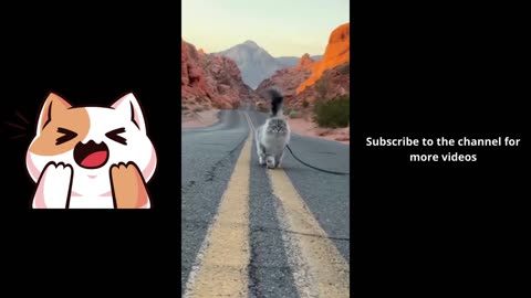 Funny Animals Shorts 185:-) pretty cat 😂 Cats Dogs Pets laugh viral video