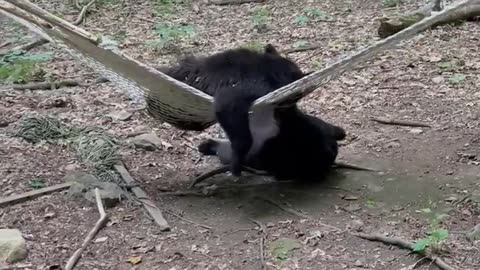 Two Bears Discover a Hammock